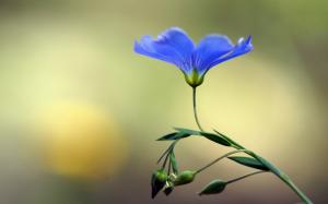 Blue flower buds wallpaper thumb