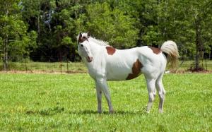 White and Brown Horse wallpaper thumb