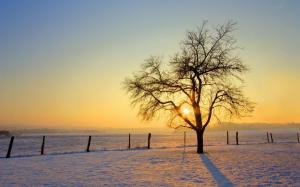 photography, landscape, nature, trees, sun, sunrise, winter, snow, field wallpaper thumb