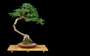 Bonsai Tree Tree Black HD wallpaper thumb