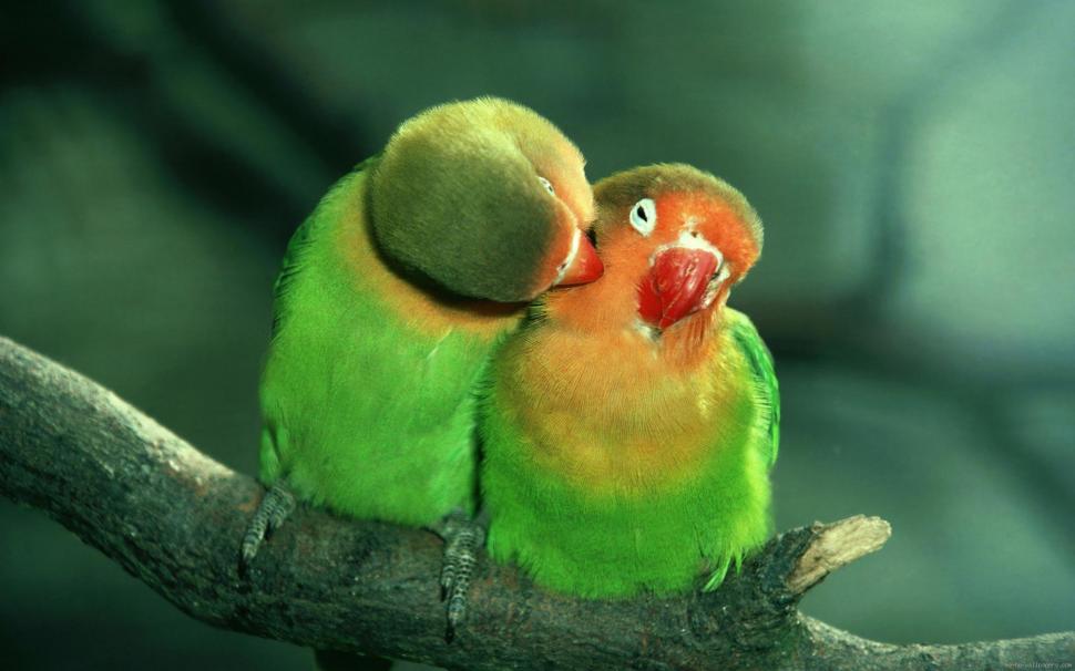 Birds in love are kissing wallpaper,bird HD wallpaper,animal HD wallpaper,love HD wallpaper,green HD wallpaper,1920x1200 wallpaper