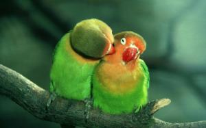 Birds in love are kissing wallpaper thumb