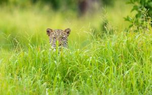 Leopard hidden in the grass, Africa, the green season wallpaper thumb