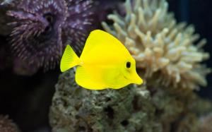 fish, yellow, underwater, seaweed wallpaper thumb