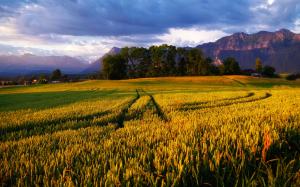Alps, golden wheat fields, trees and cloudy sky wallpaper thumb