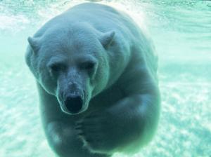 Polar bear underwater wallpaper thumb