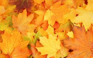 Autumn season, yellow maple leaves fall all over the floor wallpaper thumb