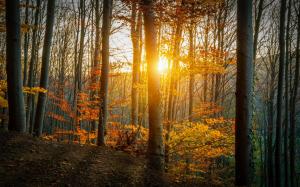 Autumn, forest, trees, leaves, yellow, sunlight wallpaper thumb