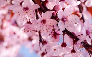 Spring flowers in full bloom, pink cherry blossoms wallpaper thumb