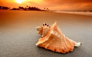 Seashell Beach Sunset wallpaper thumb