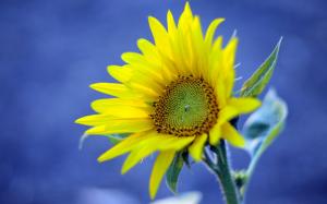 Yellow sunflower, blue background wallpaper thumb