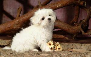 Lovely White Puppy Dog wallpaper thumb