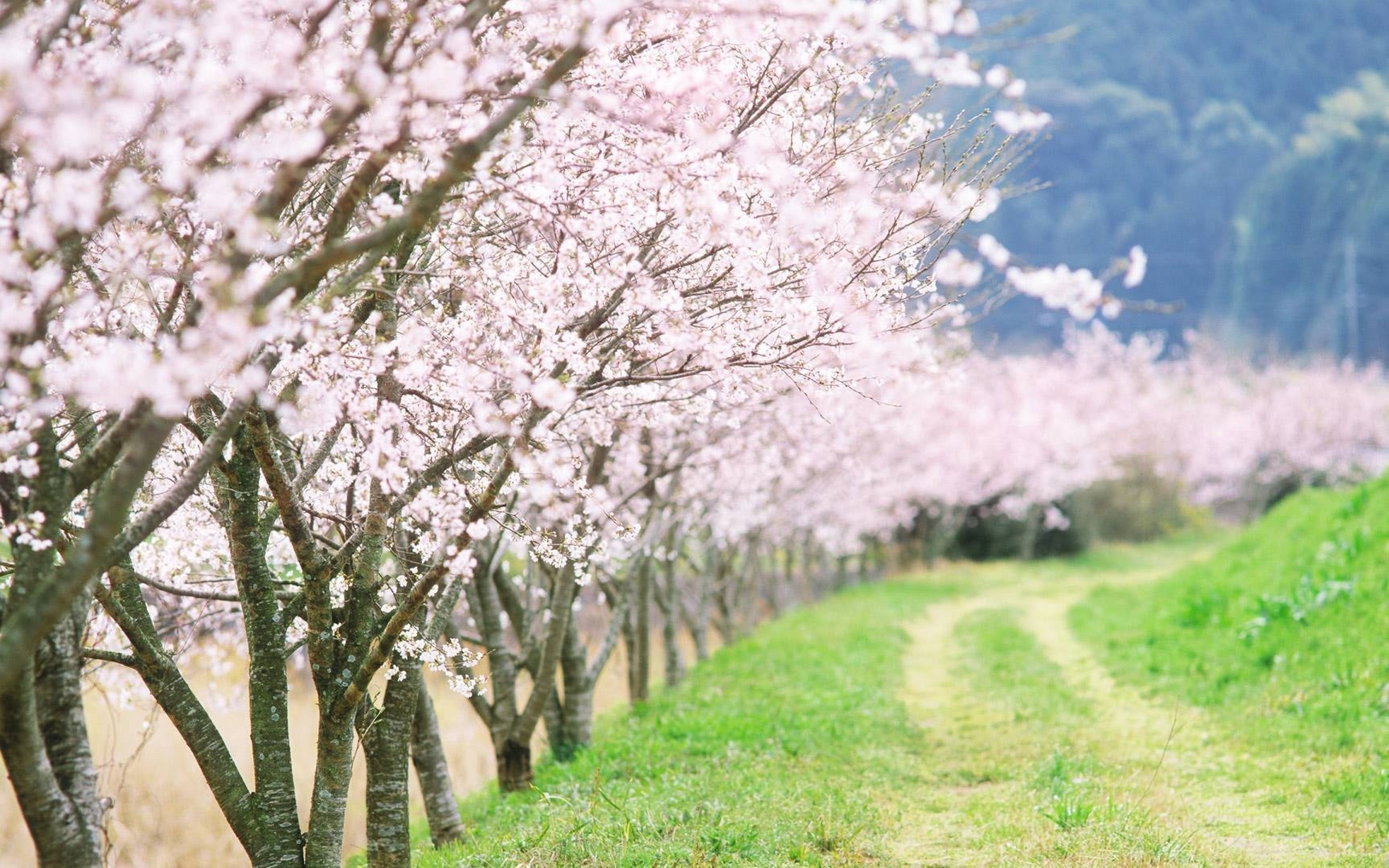 Cherry Blossom wallpaper | nature and landscape | Wallpaper Better