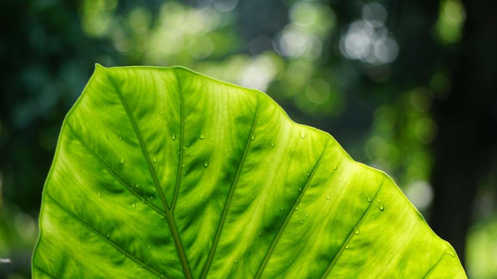 Green Leaf With Rain Drops wallpaper,Plants HD wallpaper,2560x1440 wallpaper