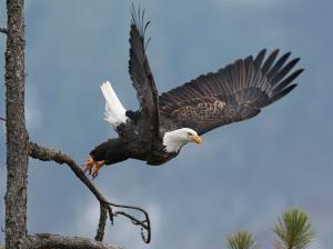 Bald eagle takeoff wallpaper thumb