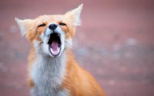 Yawning fox wallpaper thumb