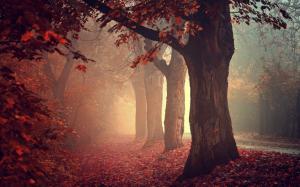 Nature, Landscape, Mist, Road, Leaves, Fall, Trees, Red wallpaper thumb
