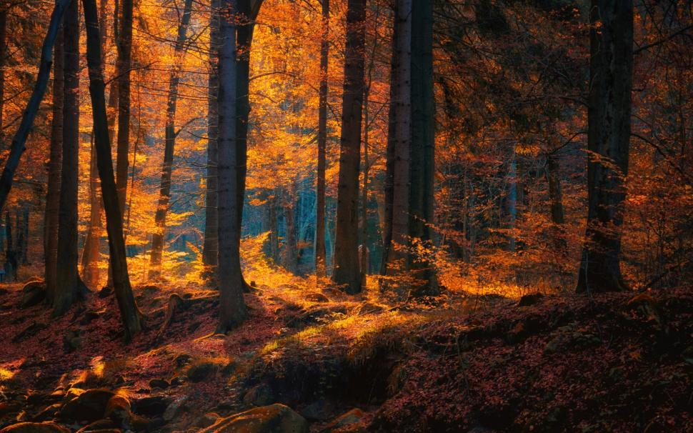 Nature, Landscape, Forest, Fall, Leaves, Trees, Sunlight wallpaper,nature HD wallpaper,landscape HD wallpaper,forest HD wallpaper,fall HD wallpaper,leaves HD wallpaper,trees HD wallpaper,sunlight HD wallpaper,1920x1200 wallpaper