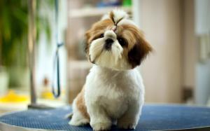 Dog, Puppy, Cute, Fluffy, Pet wallpaper thumb