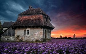 Landscape, Nature, Sunset, Farm, House, Old, Sky, Flowers, Lavender Field, Purple, Spring wallpaper thumb