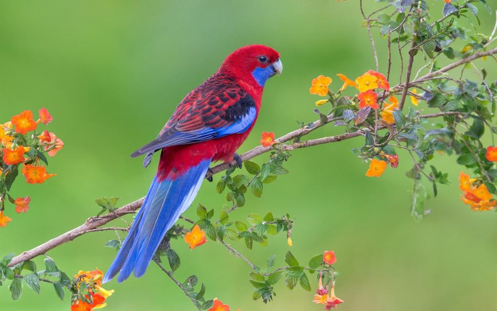 Red blue feathers bird, parrot, flowers, twigs wallpaper,Red HD wallpaper,Blue HD wallpaper,Feathers HD wallpaper,Bird HD wallpaper,Parrot HD wallpaper,Flowers HD wallpaper,Twigs HD wallpaper,1920x1200 wallpaper