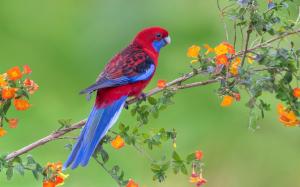 Red blue feathers bird, parrot, flowers, twigs wallpaper thumb