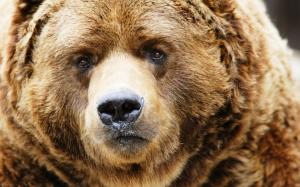 Brown bear face close-up, nose, eyes wallpaper thumb