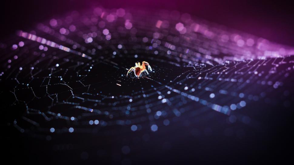 Insect, spider, web, bokeh, macro wallpaper,Insect HD wallpaper,Spider HD wallpaper,Web HD wallpaper,Bokeh HD wallpaper,Macro HD wallpaper,1920x1080 wallpaper