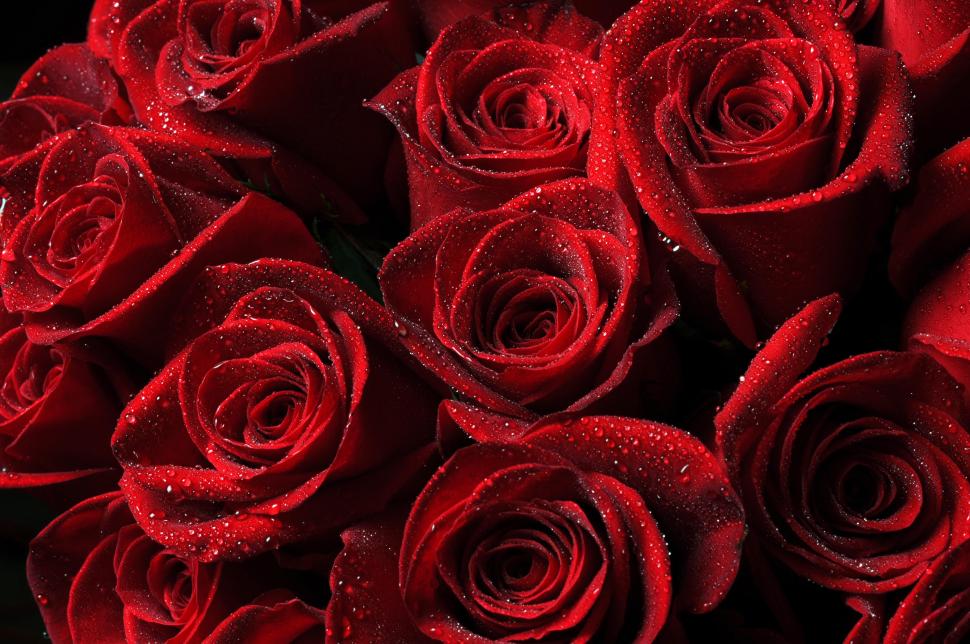 Roses, red, drops, petals wallpaper,roses HD wallpaper,drops HD wallpaper,petals HD wallpaper,5120x3400 wallpaper