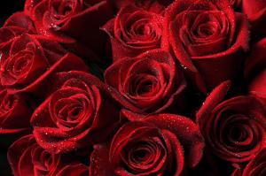 roses, red, drops, petals wallpaper thumb