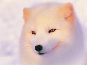 Arctic Fox in winter, face wallpaper thumb
