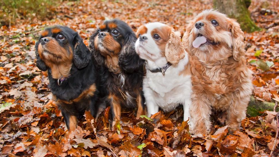 Four cute dogs, leaves, autumn wallpaper,Four HD wallpaper,Cute HD wallpaper,Dogs HD wallpaper,Leaves HD wallpaper,Autumn HD wallpaper,2560x1440 wallpaper
