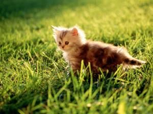 Funny Kitten In The Park  Hi Res Photography wallpaper thumb