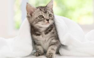 American Shorthair Kitten wallpaper thumb