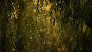 , leaves, water droplets, rain, flashes, desktop wallpaper thumb