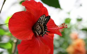 butterfly n hibiscuse. jpg butterlfy flower nature red resting HD wallpaper thumb