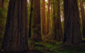 USA, California, redwoods, forest, trees wallpaper thumb