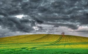 England scenery, fields, tree, cloudy sky wallpaper thumb