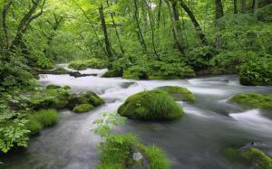 River Spring Forest  Download wallpaper thumb