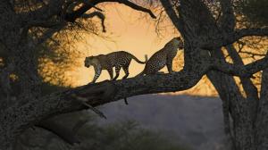 Leopard Pair At Sunset wallpaper thumb