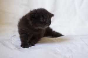 kitten, fluffy, look, kid wallpaper thumb