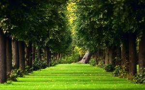 The natural summer forest green grass path wallpaper thumb