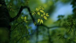 Green, Leaves, Closeup, Bokeh, Nature wallpaper thumb