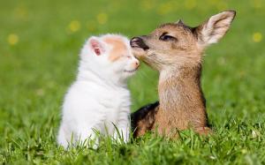 Kitten and little deer's friendship wallpaper thumb