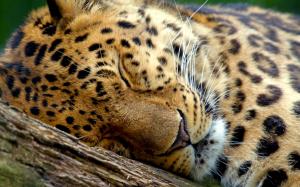 Cute Leopard Sleeping wallpaper thumb
