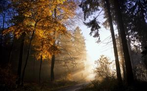 Autumn, trees, leaves, sunlight wallpaper thumb