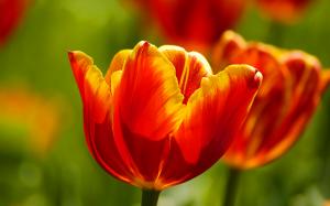 Beautiful Tulips HD wallpaper thumb