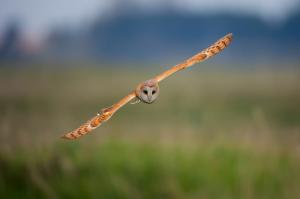 Bird owl in flight wallpaper thumb