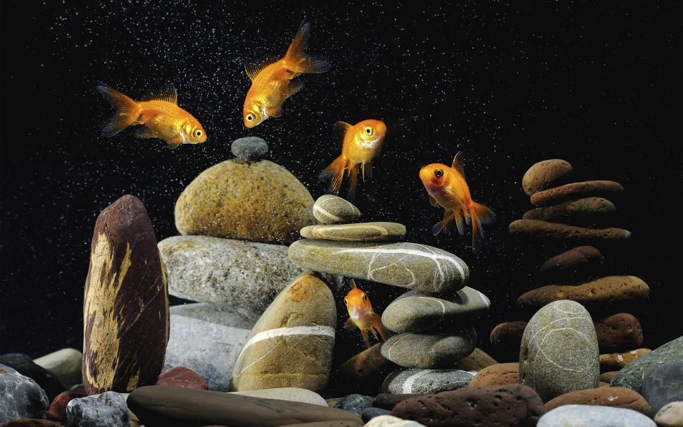 Gold Fishes Life wallpaper,gold fish HD wallpaper,lucky fish HD wallpaper,2880x1800 wallpaper