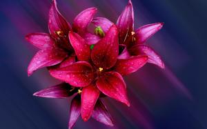 Red flowers, lily, bouquet, petals, water drops wallpaper thumb